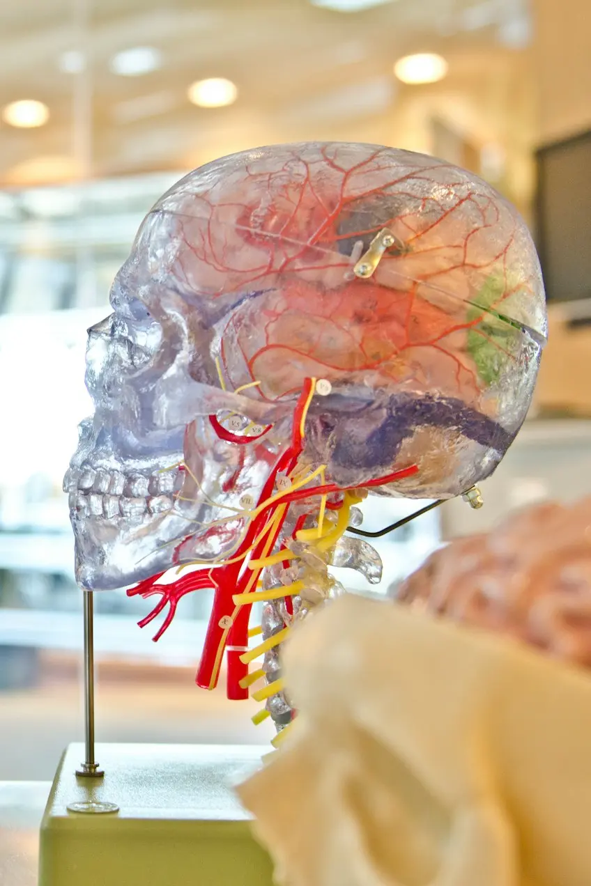 selective focus phot of artificial human skull